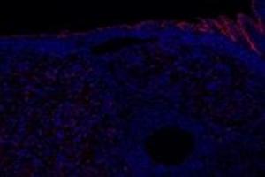 Immunofluorescent analysis of paraformaldehyde-fixed rat ovary using,PTGFR (ABIN7075209) at dilution of 1: 800