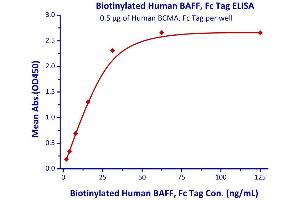 Measured by its binding ability in a functional ELISA.