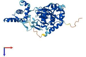 AlphaFold protein structure predicition of Mouse Recombinant Spo11 Protein, UniprotID Q9WTK8