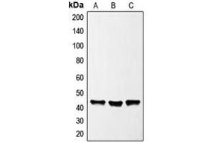 Western blot analysis of GATA1 expression in HeLa (A), K562 (B), NIH3T3 (C) whole cell lysates. (GATA1 anticorps  (Center))