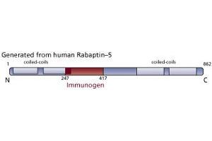 Image no. 4 for anti-Rabaptin, RAB GTPase Binding Effector Protein 1 (RABEP1) (AA 247-417) antibody (ABIN968104)
