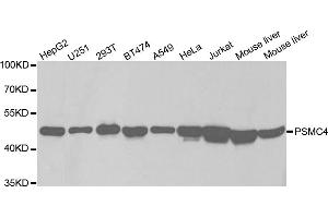 Western blot analysis of extracts of various cell lines, using PSMC4 antibody. (PSMC4 anticorps)