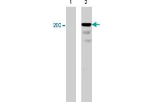 Western blot analysis of A-431 cells serum starved overnight (lane 1) and treated with pervanadate (1mM) for 30 min (lane 2). (Integrin beta 4 anticorps  (pTyr1526))