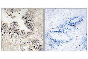 Immunohistochemistry (IHC) image for anti-Mitochondrial Ribosomal Protein S36 (MRPS36) (N-Term) antibody (ABIN1851567) (MRPS36 anticorps  (N-Term))