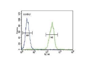 Flow cytometric analysis of MDA-MB231 cells (right histogram) compared to a negative control cell (left histogram). (SERPINA7 anticorps  (C-Term))