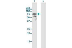 Western Blot analysis of LCP2 expression in transfected 293T cell line by LCP2 MaxPab polyclonal antibody. (LCP2 anticorps  (AA 1-533))