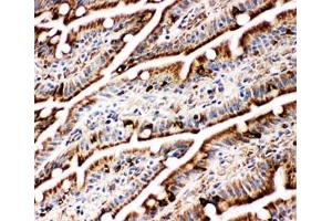 IHC-F testing of BiP antibody and rat intestine tissue (GRP78 anticorps  (C-Term))