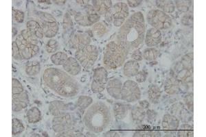 Image no. 1 for anti-Solute Carrier Family 4, Sodium Bicarbonate Cotransporter, Member 8 (SLC4A8) (AA 187-287) antibody (ABIN466149) (SLC4A8 anticorps  (AA 187-287))