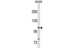 Western Blotting (WB) image for anti-Gem (Nuclear Organelle) Associated Protein 4 (GEMIN4) antibody (ABIN3001360)