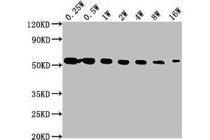 Western Blot Positive WB detected in: Hela whole cell lysate All lanes: TUBA1A antibody at 1:2500, 1:5000, 1:10000, 1:20000, 1:40000, 1:80000, 1:160000 Secondary Goat polyclonal to Mouse IgG at 1/10000 dilution Predicted band size: 52 kDa Observed band size: 52 kDa