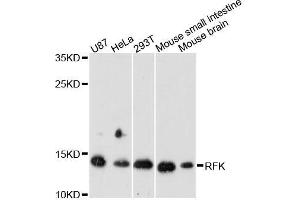 Western blot analysis of extracts of various cell lines, using RFK antibody (ABIN5996702) at 1:3000 dilution.