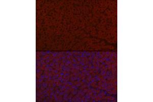 Immunofluorescence analysis of mouse liver cells using LRG1 Rabbit pAb (ABIN6130528, ABIN6143317, ABIN6143318 and ABIN6223826) at dilution of 1:100 (40x lens).