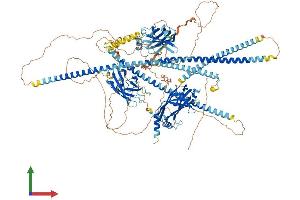 AlphaFold protein structure predicition of Human Recombinant RPGRIP1 Protein, UniprotID Q96KN7