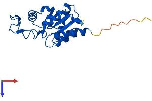 AlphaFold protein structure predicition of Human Recombinant MDP1 Protein, UniprotID Q86V88