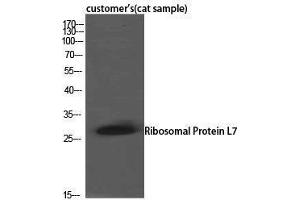 Western Blotting (WB) image for anti-Ribosomal Protein L7 (RPL7) (C-Term) antibody (ABIN3186787) (RPL7 anticorps  (C-Term))