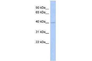 WB Suggested Anti-COQ2 Antibody Titration:  0. (COQ2 anticorps  (Middle Region))