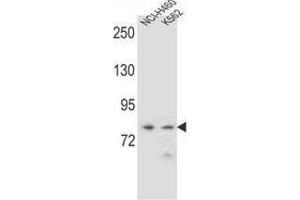 Western blot analysis in NCI-H460,K562 cell line lysates (35ug/lane) using PCDHA9 Antibody (N-term). (PCDHA9 anticorps  (N-Term))