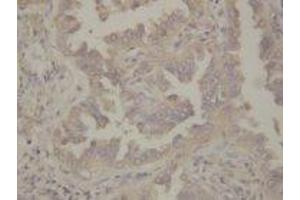 Image no. 1 for anti-Heat Shock Protein 90 (HSP90) (AA 676-693) antibody (ABIN1493475)