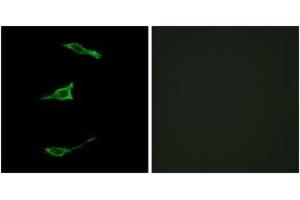 Immunofluorescence (IF) image for anti-Free Fatty Acid Receptor 1 (FFAR1) (AA 185-234) antibody (ABIN2890821) (FFAR1 anticorps  (AA 185-234))