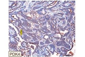 Histological validation of predictive genes.