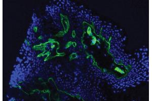 Frozen human skin tissue section was stained with Mouse Anti-Type IV Collagen-UNLB and DAPI.