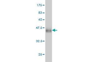 Western Blot detection against Immunogen (33.
