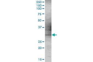 C9orf30 MaxPab polyclonal antibody.