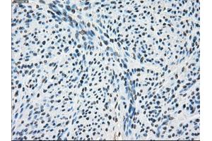 Immunohistochemical staining of paraffin-embedded pancreas tissue using anti-PORmouse monoclonal antibody. (POR anticorps)