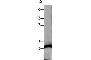 Western Blotting (WB) image for anti-Defensin, alpha 1 (DEFA1) antibody (ABIN2425767) (alpha Defensin 1 anticorps)