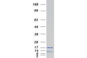 Validation with Western Blot