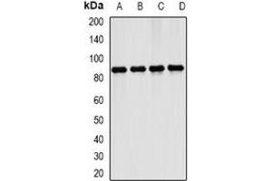 Western blot analysis of ERK5 expression in K562 (A), Ramos (B), mouse brain (C), mouse lung (D) whole cell lysates.