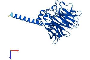 AlphaFold protein structure predicition of Mouse Recombinant Pon2 Protein, UniprotID Q62086