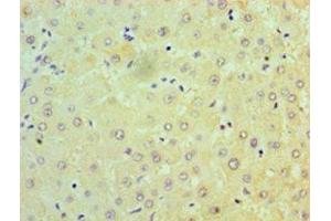 Immunohistochemistry of paraffin-embedded human liver tissue using ABIN7160933 at dilution of 1:100 (NDUFB7 anticorps  (AA 2-137))