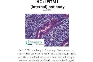 Image no. 2 for anti-Interferon-Induced Transmembrane Protein 1 (IFITM1) (Internal Region) antibody (ABIN1735772) (IFITM1 anticorps  (Internal Region))