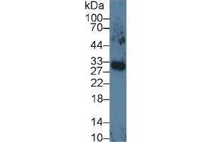 Mouse Capture antibody from the kit in WB with Positive Control: Human lung tissue lysates. (VEGFA Kit ELISA)