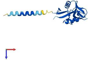 AlphaFold protein structure predicition of Human Recombinant CLEC2B Protein, UniprotID Q92478