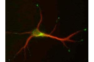Cultured hippocampal neurons (9 DIV) double- Stained for MAP2 (red), L5/1 (green). (STMN2 anticorps  (C-Term))