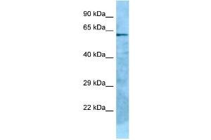 WB Suggested Anti-GPC2 Antibody Titration: 1. (GPC2 anticorps  (C-Term))