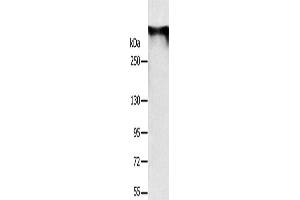 Western Blotting (WB) image for anti-Ryanodine Receptor 1 (Skeletal) (RYR1) antibody (ABIN2433723) (RYR1 anticorps)