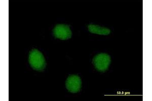 Immunofluorescence of purified MaxPab antibody to NET1 on HeLa cell. (NET1 anticorps  (AA 1-542))