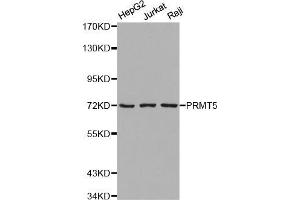 Western blot analysis of extracts of various cell lines, using PRMT5 antibody (ABIN5971275). (PRMT5 anticorps)