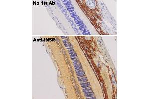 Immunohistochemistry (IHC) image for anti-Insulin Receptor (INSR) (C-Term) antibody (ABIN6254165) (Insulin Receptor anticorps  (C-Term))