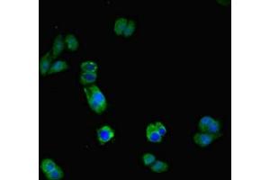 anti-Interleukin 17 Receptor A (IL17RA) (AA 552-743) antibody