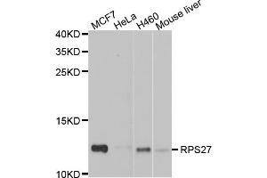Western blot analysis of extracts of various cell lines, using RPS27 antibody (ABIN5974067) at 1/1000 dilution. (RPS27 anticorps)