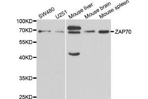 Western blot analysis of extracts of various cell lines, using ZAP70 antibody. (ZAP70 anticorps)