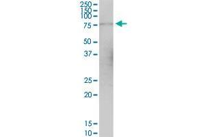GPSM1 MaxPab polyclonal antibody.