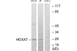 Western blot analysis of extracts from COLO205 cells and Jurkat cells, using HOXA7 antibody. (HOXA7 anticorps  (Internal Region))
