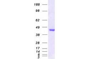 Validation with Western Blot