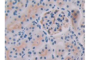 IHC-P analysis of Rat Kidney Tissue, with DAB staining. (IL-27 anticorps  (AA 32-234))