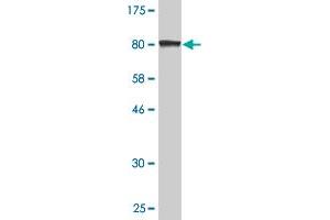 Western Blot detection against Immunogen (82.